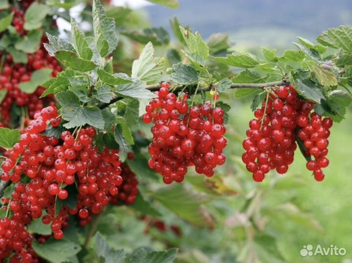 Красная смородина Красный Крест и белая смородина