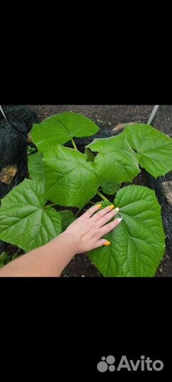 Павловния pao tong z07 цветущее дерево