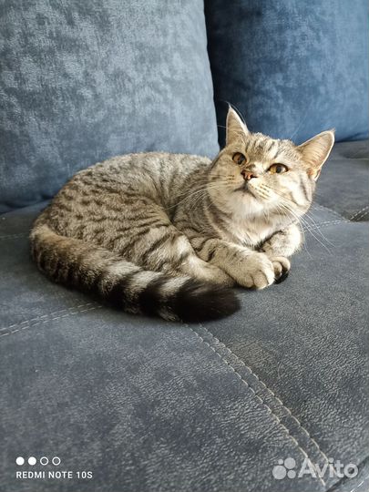 Нужен кот для вязки