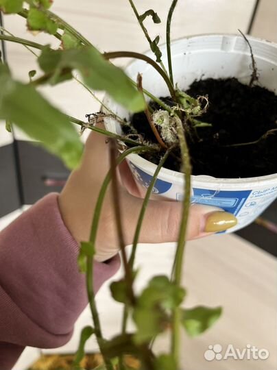 Папоротник нефролепис