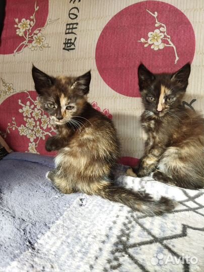 Котятки в добрые руки