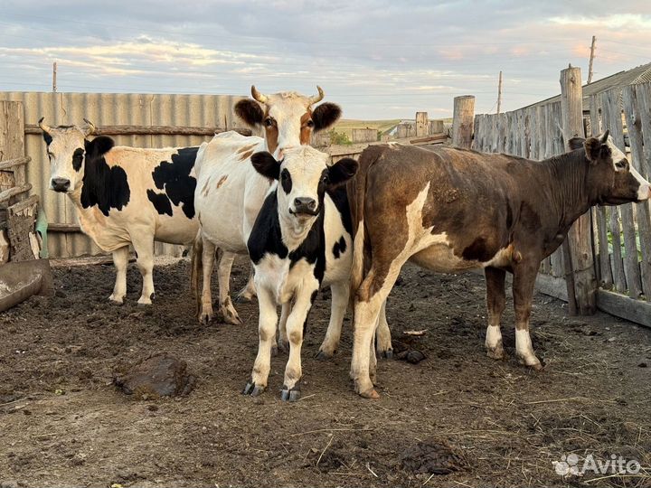 Продам оптом