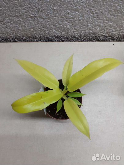 Филодендрон еллоу соу