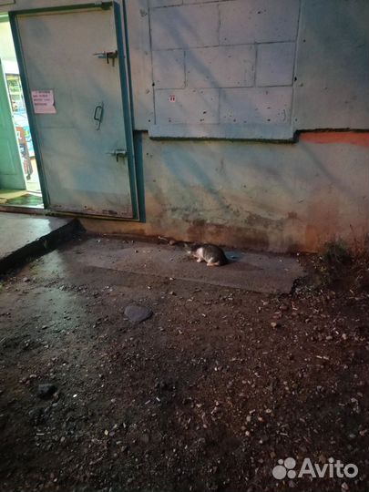 Котята на улице погибают