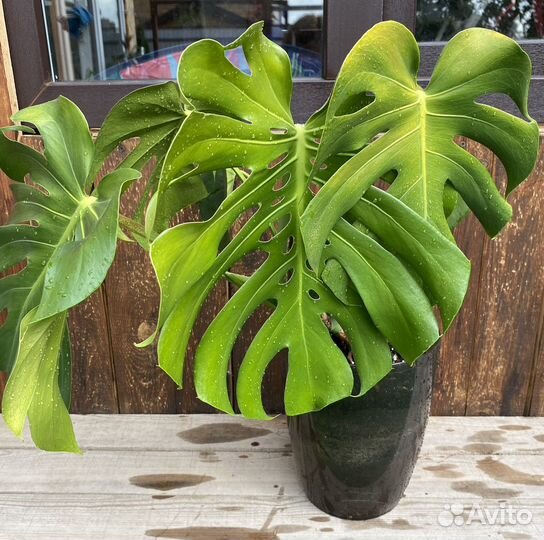 Монстера цветок (крупный)