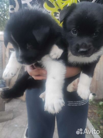 Щенки лайки