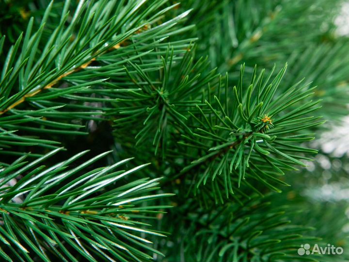 Елки новогодние