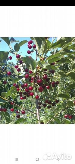 Саженцы вишни