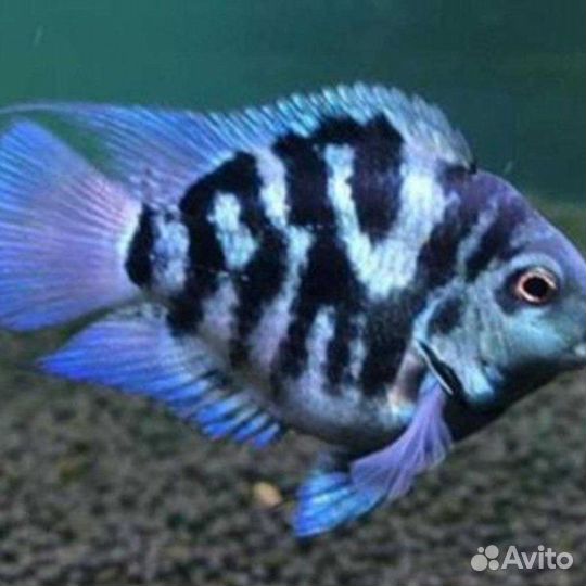 Сапфировые попугаи