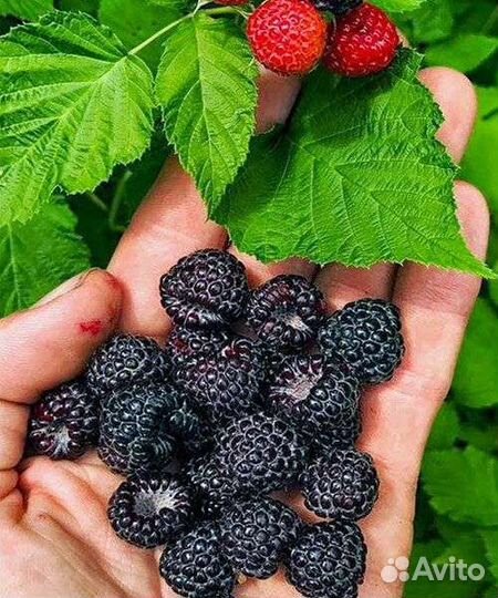 Кумберленд чёрная малина