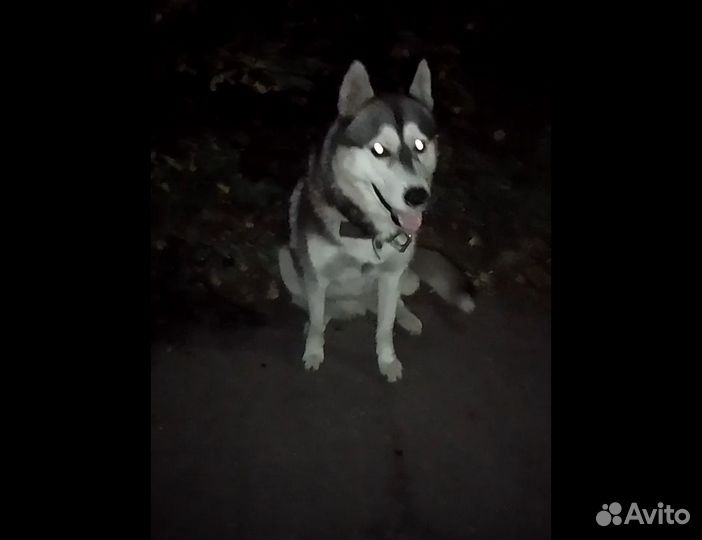 Сибирский хаски