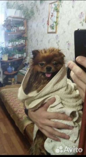 Мойка собак