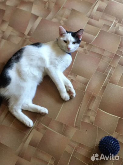 Котенок в семью