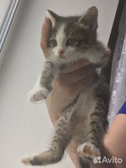Котенок девочка 2 мес