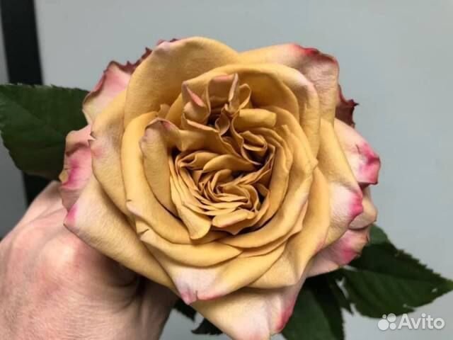 Роза Пиммс саженцы