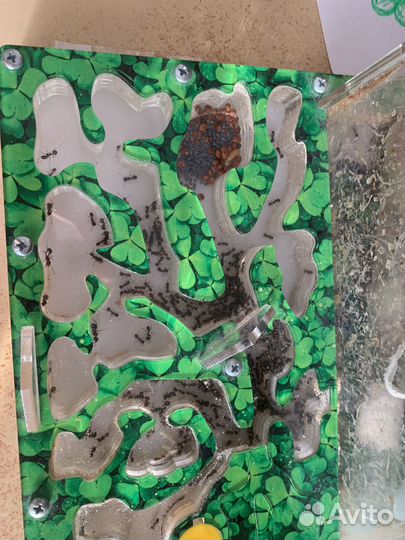 Формикарий муравьиная ферма