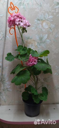 Пеларгонии сортовые