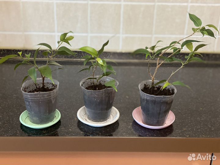 Фикус бенджамина