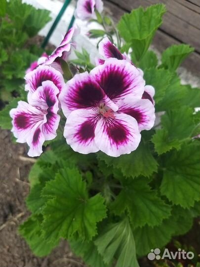 Пеларгония герань королевская