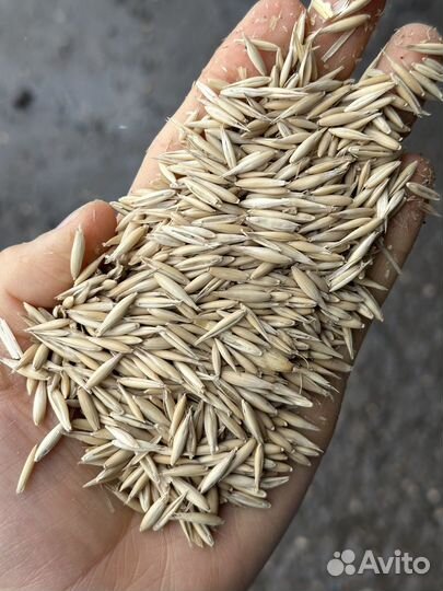 Овёс семенной