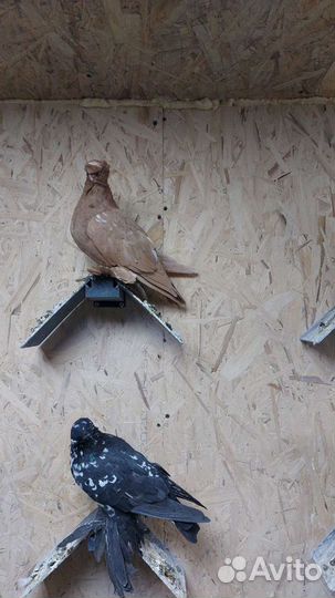 Продажа голубей