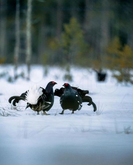 Участок 90 сот. (ИЖС)