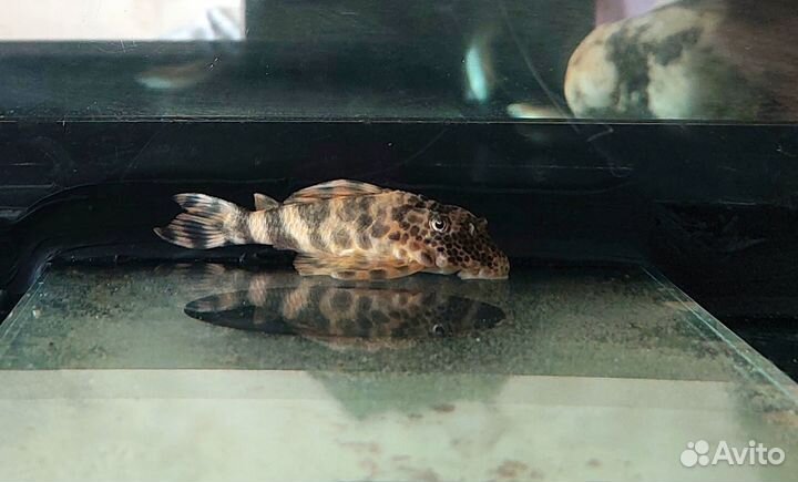 Номерной сом пеколтия бревис L205