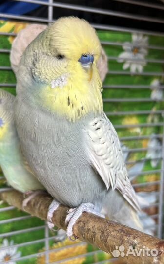 Попугай волнистый, выставочный, хохлатый