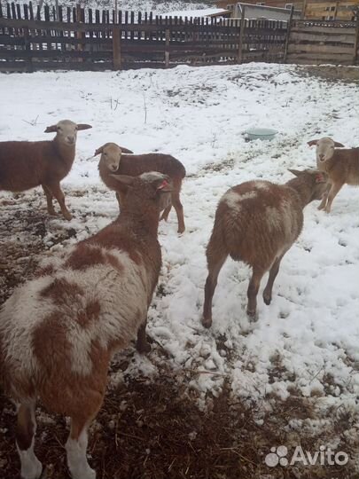 Катумские барашки на племя