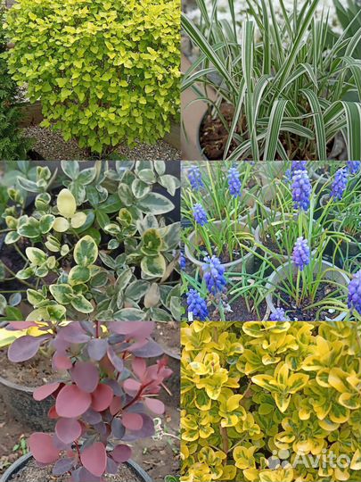 Многолетники для сада ч. 3