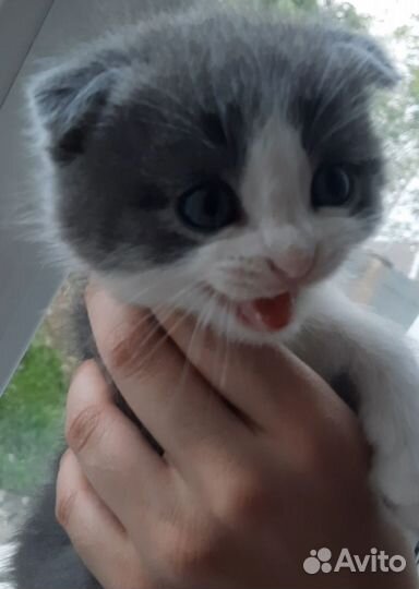 Котик в добрые руки