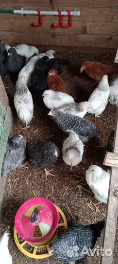 Петухи породы доминант