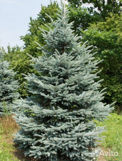 Ель от 1м до 3,5м оптом и в розницу
