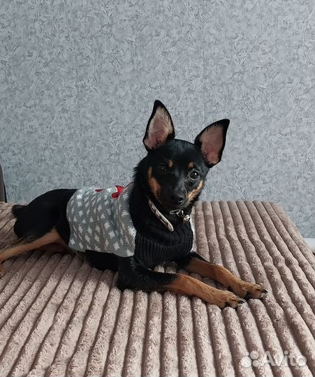 Тойтерьер в добрые руки