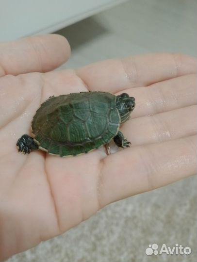 Красноухая черепаха с аквариумом