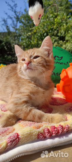 Кошка с котятами