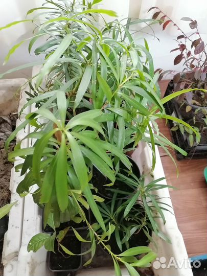 Мармеладное дерево(ногоплодник крупнолистный)