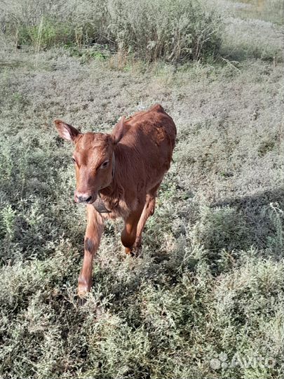 Телочка 1 мес