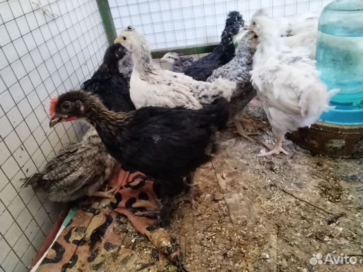 Цыплята суточные и подрощенные