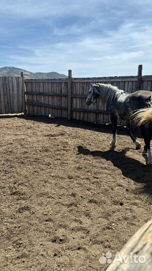 Жеребец орловский рысак