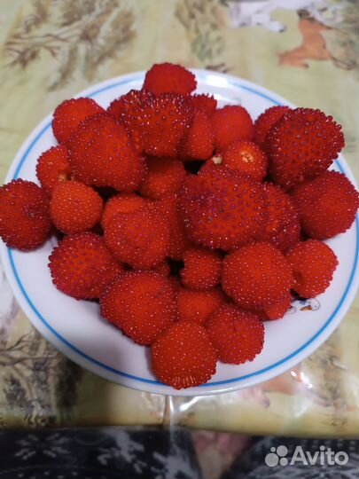 Тибетская малина (Розалин, клубника-малина)