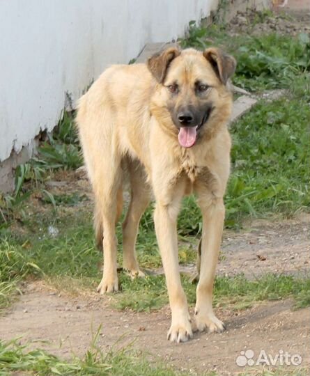 Толик