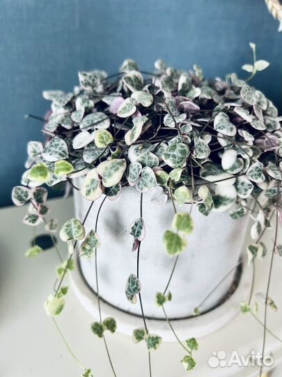 Церопегия Вуди вариегатная