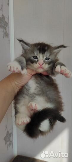 Котята мейн-кун полидакт