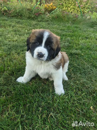 Московская сторожевая