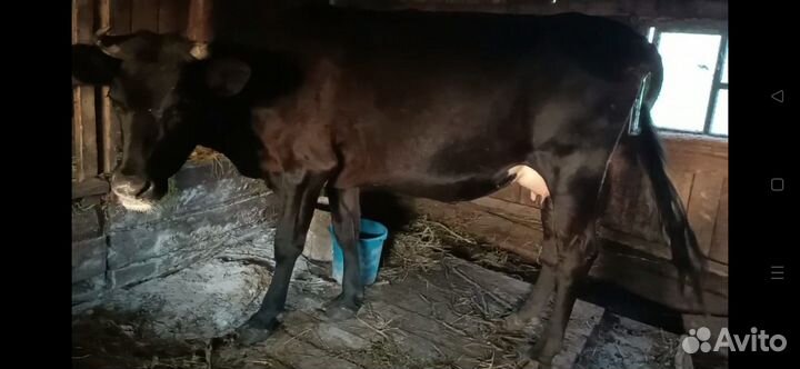 Подаю корову дойную