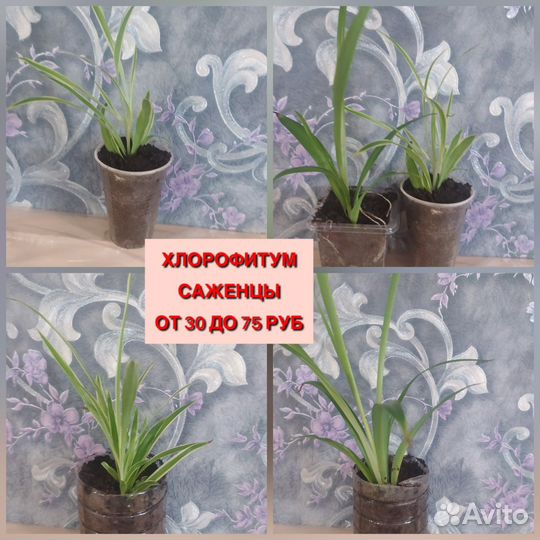 Хлорофитум