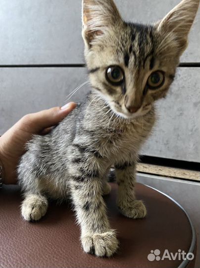Котенок