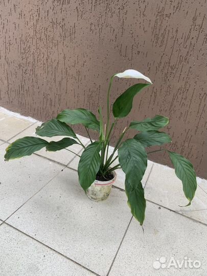 Спатифилум