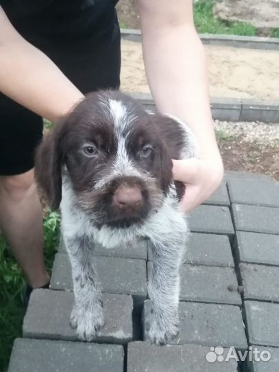 Продажа щенков дратхаара